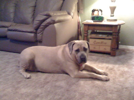 Dixie-Italian Mastiff