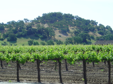 Napa Valley 2009