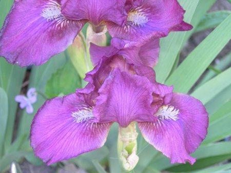 Standard Dwarf Bearded Iris 'Heather Carpet'