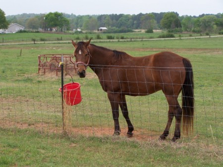 Buddy, the loaner horse, summer 2007