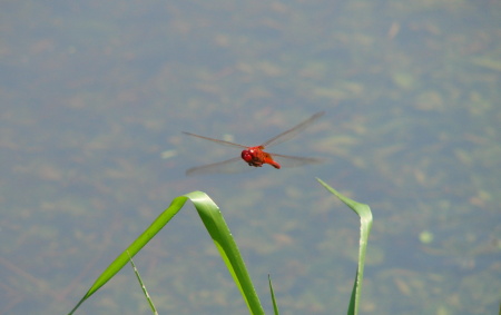 Red Dragonfly