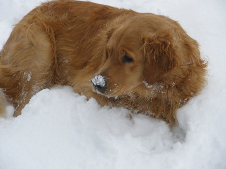 Jake in the snow 2008.