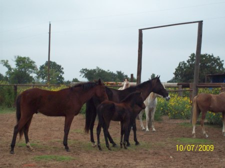 Midnight's new foal 2009