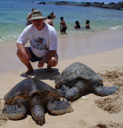 Hawaiian Green Sea Turtles