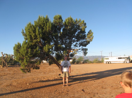 A desert Juniper stands for another photo.