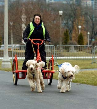 Dogsledding on wheels