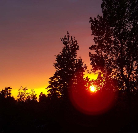 sun through trees