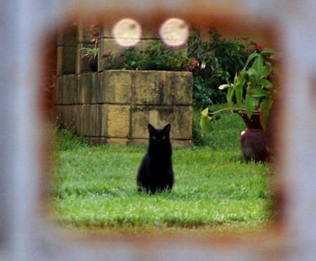 Sombrita (Little Shadow) Through the Gate