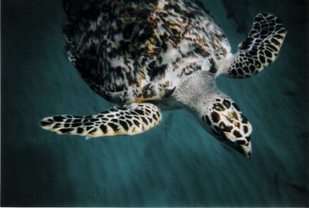 Snorkelling with Turtles