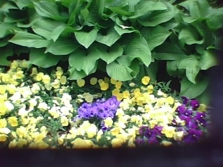 Flowers At The Flea Market (Fairgrounds) (: