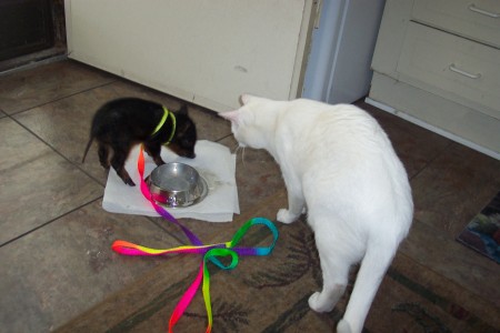 baby pip with cat