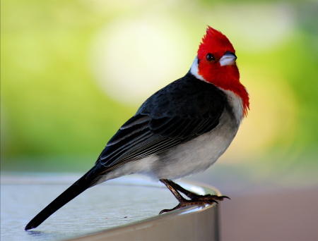 Bird in Maui