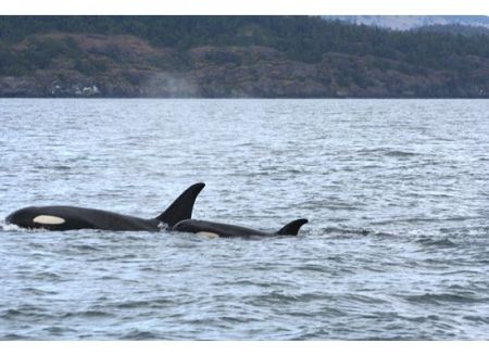 Whale Watching in Vancouver BC