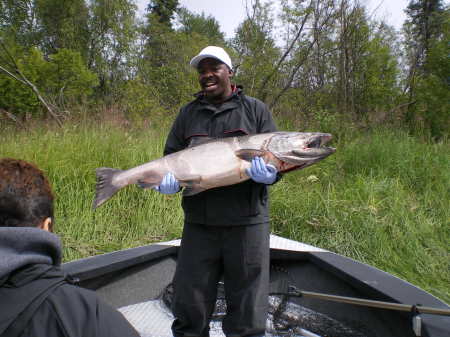 5O pound King Salmon