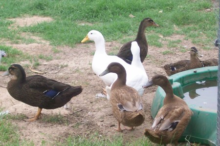 ducks