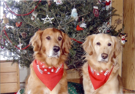 Elvis and Maggie, our goldens