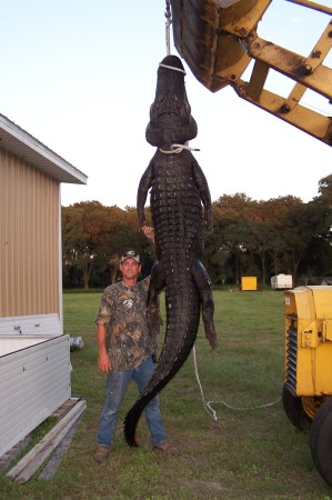 Gators 013