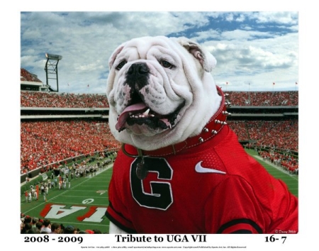 UGA VII