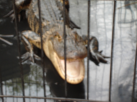 Small croc - BIG mouth!