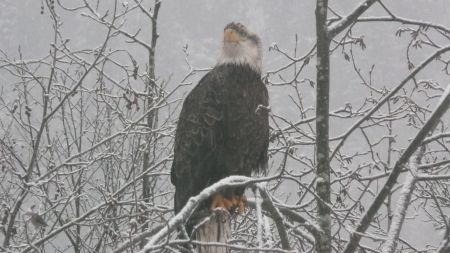 Eagle out my window