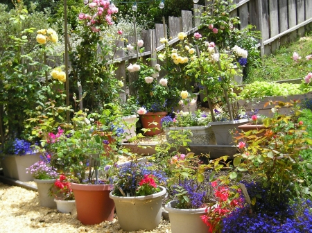 My Montara Garden