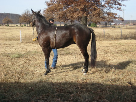 baby race horse, Willie