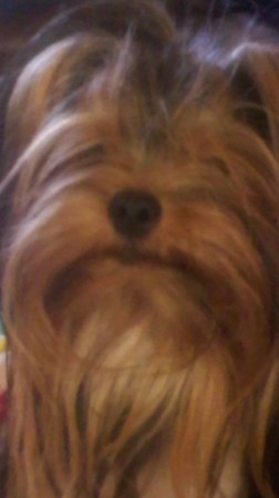 my baby yorkie name bear