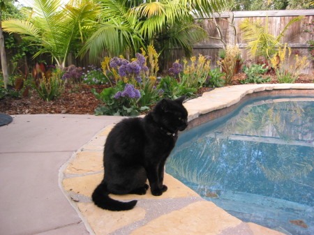 Seychelle considering a swim.