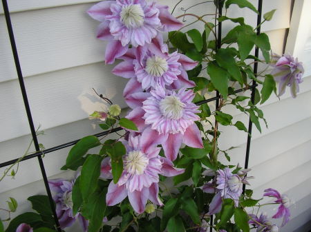 Clematis