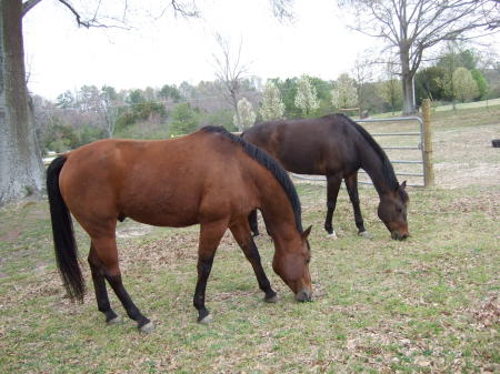 Best buddies..........Simon and Chip