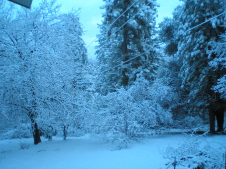 winter wonderland