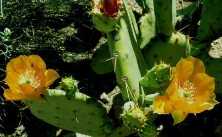 My cactus in bloom