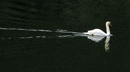 Swan