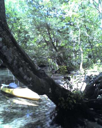 Weeki Wachee River