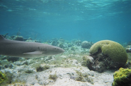 Shark/brain coral in Belize