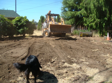 Stumps Gone - well out of ground