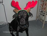 What I'm not a reindeer