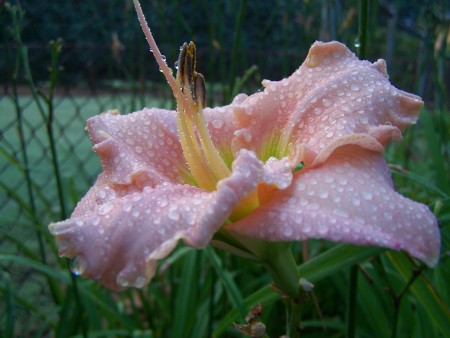 Peach Day Lilly