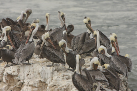 Pelicans on a Rock