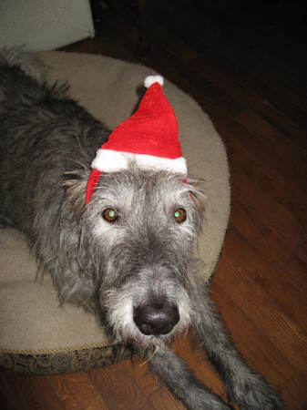 Willow the Irish Wolfhound.