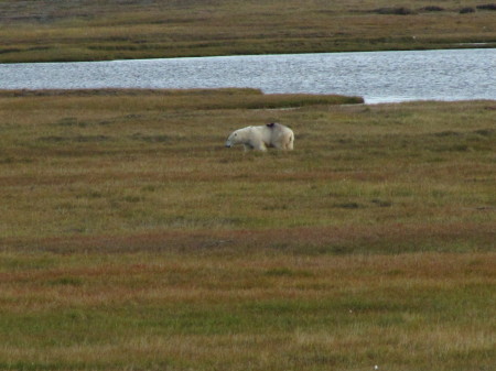 Polar Bear