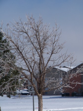 January 2010 Ice/Snow Storm