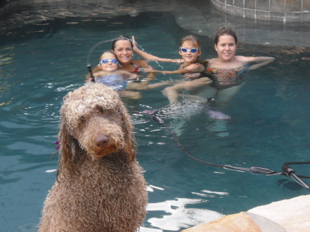 Miley, the dog, at the pool.   Labradoodle.