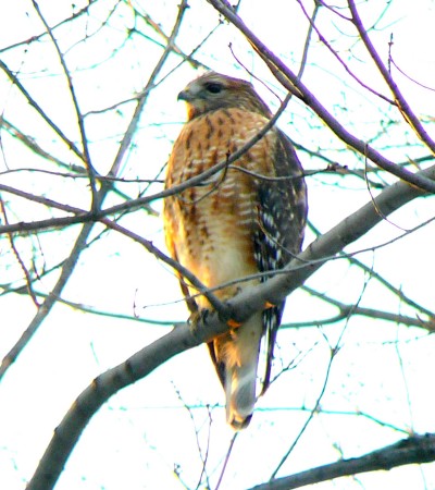 Red Shouldered Hawk