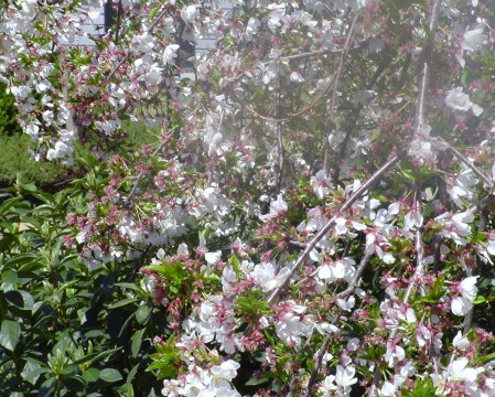 Full Bloom weepin cherry tree