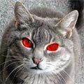 Red Eye Cat