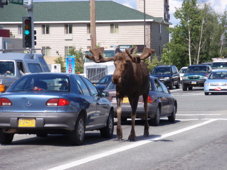 Only in Alaska!!!