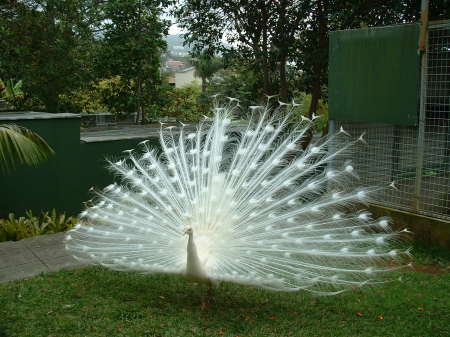 Peacock in Funchal, Maderia