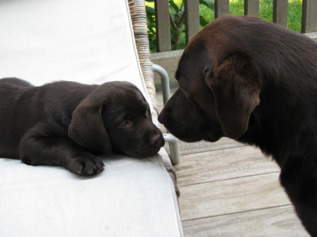 Chocolate Labs