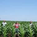 The Cornfield